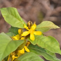 Hugonia ferruginea Wight & Arn.